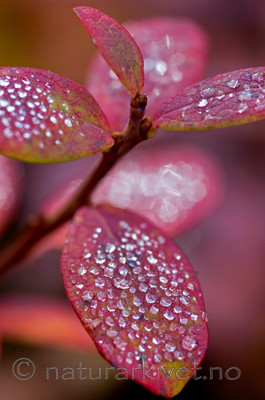 BB 05 0319 / Vaccinium uliginosum / Blokkebær